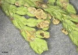 Image result for didymascella thujina