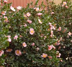 Everyone Loves A Fragrant Hedge The Pink A Boo Camellia S Large Wonderfully Fragrant Deep Pink Blooms Are Camellia Plant Monrovia Plants Evergreen Plants