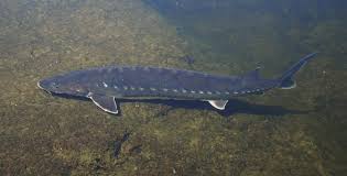 A sturgeon is a large fish which lives in northern parts of the world. Species Spotlight Shortnose Sturgeon Mass Gov
