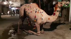Camel qurbani eid ul adha pakistan 2015. Camel For Qurbani Eid 2018 In Lahore Samanabad Camel Qurbani 2018 Heavy Camels Qurbani Video Dailymotion