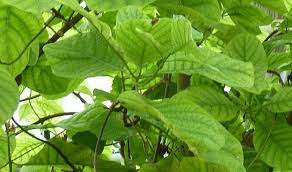 Cinchona Bark Uses And Benefits Medicinal Herbs Medicinal Plants Plant Images