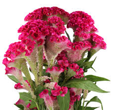Image result for Celosia