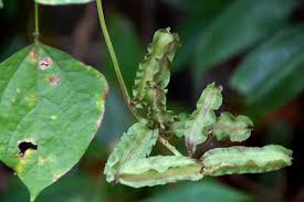 Image result for Psophocarpus scandens