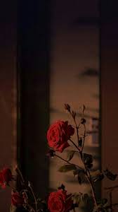 Contact foto bunga on messenger. Walpaper Bunga Wallpaper Fotografi Wallpaper Layar Kunci Iphone Wallpaper Layar