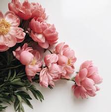 Pinterest Maebelbelle Pretty Flowers Flower Aesthetic Love Flowers