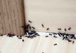 Here at home pest control, our team of highly qualified pest control experts can take care of your termite problem quickly and easily. Commercial Inspection Services Best Rated Termite And Pest Control Company