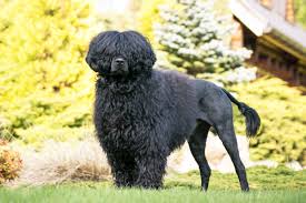 Weitere ideen zu spanischer wasserhund, hunde, spanisch. Portugiesischer Wasserhund Cao De Agua Portugues Herz Fuer Tiere De