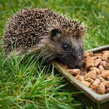 You can make a big difference by creating a hedgehog highway into your garden. Hedgehogs In The Garden Ark Wildlife Uk