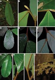 Image result for Monanthotaxis ferruginea