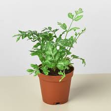 Image result for Pteris similis