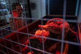 This is a quality cage at an unbeatable price. How The Bastard Of The Internet Built A Wildlife Trading Empire Rest Of World