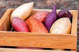 * 2 poin gambar tanpa teks a. Varieti Kentang Manis Senarai Lengkap Dengan Keterangan Dan Gambar Kepentingan Memilih Ubi Jalar Yang Tepat Sebagai Contoh Tynung 65 Serta Hiasan Taman Sayuran