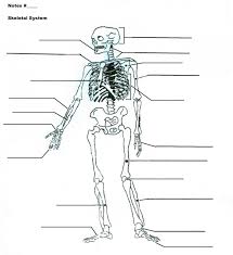 The diaphysis and the epiphysis. Human Skeleton Diagram Unlabeled Koibana Info