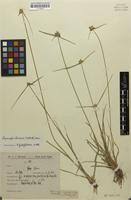 Image result for Lipocarpha chinensis