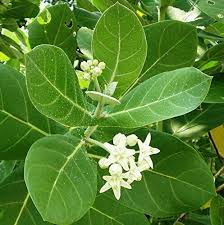 50 Calotropis Procera Seeds Aka Crown Flower Monarch Butterfly Milkweed For Sale Online Ebay In 2020 Milkweed Flower Crown Monarch Butterfly