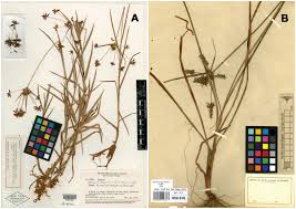 Image result for Pycreus mundtii