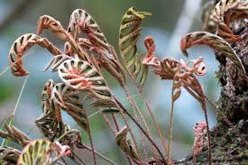 Image result for Pleopeltis