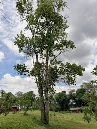 Image result for Croton macrostachyus