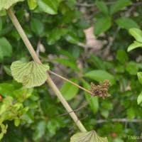 Image result for Kedrostis foetidissima