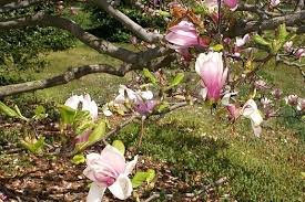 Image result for magnolia soulangeana