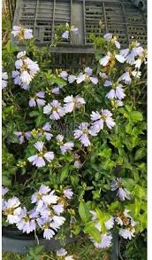 Image result for Sclerochiton harveyanus