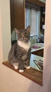 Check out these wet cat foods that are low in carb, if you prefer wet; I M Hungry Feed Me What Brand Kind Of Cat Food Do You Recommend Cats