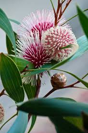 Image result for Hakea