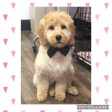 Heather's Grooming Studio