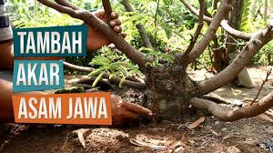 Maybe you would like to learn more about one of these? Tambah Akar Bahan Bonsai Asam Jawa Dengan Cara Tempel Bersama Mas Pardi Bonsai Klaten Youtube