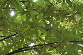 Image result for Actinodaphne