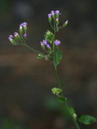 Image result for Vernonia cinerea