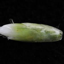 Image result for Cyperus dubius