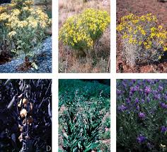 Image result for Crotalaria laburnoides