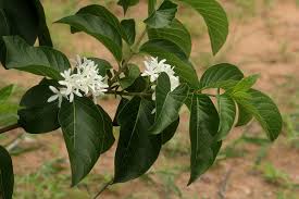 Image result for Holarrhena