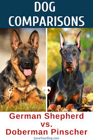 The german shepherd's tail is longer, sable like and more bushy. German Shepherd Vs Doberman Pinscher Breed Differences Similarities Doberman Pinscher Doberman Protective Dogs