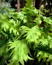 Image result for Microsorum punctatum