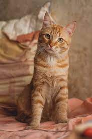 Pin By Paul On Tabby Cats Orange Tabby Cats Orange Cats Cats