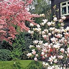 Either way, you'll have hardy, vibrant trees that will give you the fastest growth possible. Schnellwachsende Baume Und Straucher Rasante Schattenspender Hausbaume Fur Kleine Garten The Post Schnellwachs Fast Growing Trees Growing Tree Small Gardens