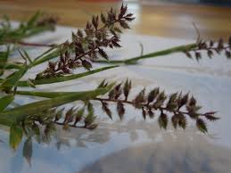 Image result for Tragus racemosus