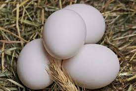 Dari 10 butir telur terdapat 2 butir yang busuk. Banyak Yang Bingung Ini Cara Bedakan Telur Ayam Kampung Yang Asli Dan Palsu Semua Halaman Bobo