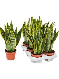 Image result for Uvaria laurentii