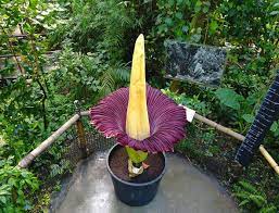 Titan Arum Corpse Flower Which Smells Like Death Opens At Eden Project Express Co Uk