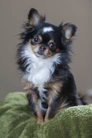 Long Haired Chihuahua Chihuahua Puppies Chihuahua Dogs Chihuahua