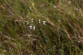 Image result for Syncolostemon linearis