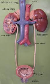 Urinary System Model Anatomy And Physiology Human Anatomy And Physiology Medical Anatomy