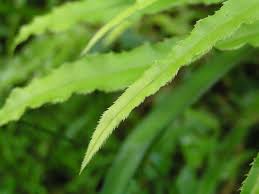 Image result for Pteris auquieri