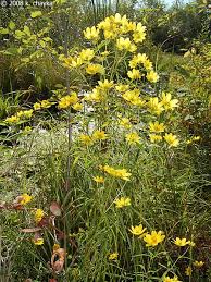 Despite this, yellow floral compositions have a large number of fans, and for good reason. Bidens Trichosperma Crowned Beggarticks Minnesota Wildflowers Wild Flowers Flowers Yellow Flowers