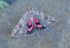 Image result for Catocala electa