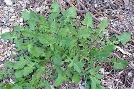 Image result for Sisymbrium orientale