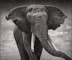 Amazing Photos Of Endangered African Animals Nick Brandt African Wildlife Photography Black And White Animal Photography